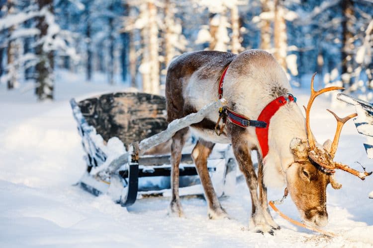 Kerst en Oudjaar vieren met onbekende singles? Gewoon doen!