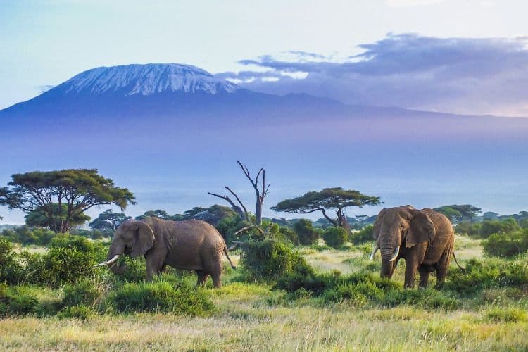 Tanzania – de ultieme wildlife safari van Afrika